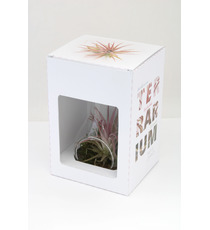 Tillandsia publicitaire en ampoule