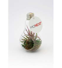 Tillandsia publicitaire en ampoule