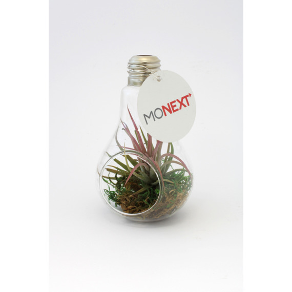 Tillandsia publicitaire en ampoule