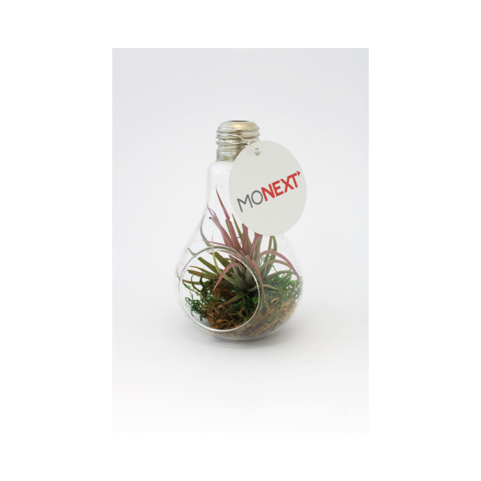 Tillandsia publicitaire en ampoule
