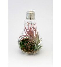 Tillandsia publicitaire en ampoule