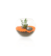 Terrarium publicitaire en Kit - Petit modèle plante dépolluante