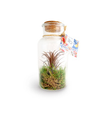 Mini terrarium publicitaire Tillandsia en bouteille - Grand modèle