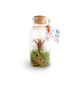 Mini terrarium publicitaire Tillandsia en bouteille - Grand modèle