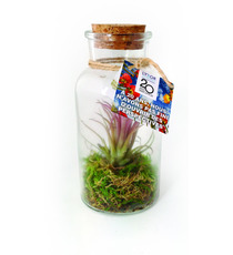 Mini terrarium publicitaire Tillandsia en bouteille - Grand modèle