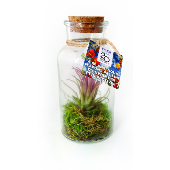 Mini terrarium publicitaire Tillandsia en bouteille - Grand modèle