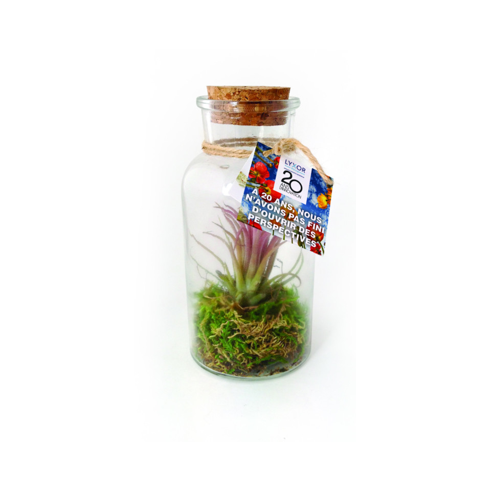 Mini terrarium publicitaire Tillandsia en bouteille - Grand modèle