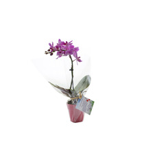 Orchidée publicitaire petit modèle avec pot émaillé déco