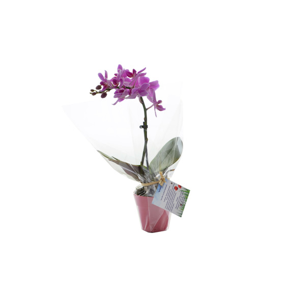 Orchidée publicitaire petit modèle avec pot émaillé déco