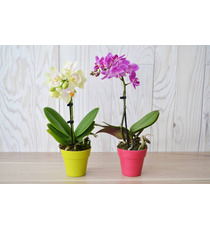 Orchidée publicitaire grand modèle pot zinc 9-10 cm