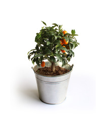 Oranger publicitaire - pot de 14/15 cm en zinc