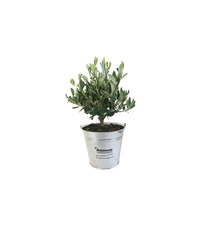 Olivier publicitaire - pot de 14/15 cm en zinc