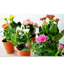 Mini plante fleurie en pot Terre cuite 6 cm publicitaire