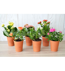 Mini plante fleurie en pot Terre cuite 6 cm publicitaire