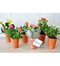 Mini plante fleurie en pot Terre cuite 6 cm publicitaire