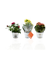 Mini plante fleurie en pot zinc 6 cm publicitaire