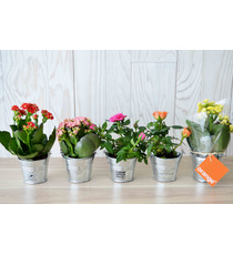 Mini plante fleurie en pot zinc 6 cm publicitaire