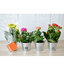 Mini plante fleurie en pot zinc 6 cm publicitaire