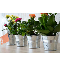 Mini plante fleurie en pot zinc 6 cm publicitaire