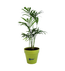 Plant publicitaire arbre en pot fibre Bambou