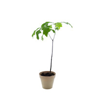 Plant publicitaire arbre en pot fibre Bambou