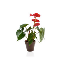 Plante publicitaire déco en pot ecolo Bambou- biodégradable 10 cm