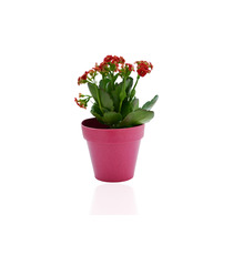 Plante publicitaire déco en pot ecolo Bambou- biodégradable 10 cm