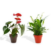 Plante publicitaire déco en pot ecolo Bambou- biodégradable 10 cm