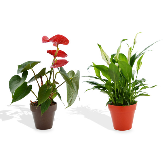 Plante publicitaire déco en pot ecolo Bambou- biodégradable 10 cm