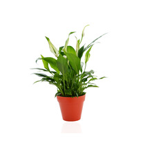 Plante publicitaire déco en pot ecolo Bambou- biodégradable 10 cm