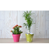 Plante publicitaire déco en pot ecolo Bambou- biodégradable 10 cm