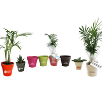 Plante publicitaire déco en pot ecolo Bambou- biodégradable 10 cm