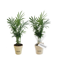 Plante publicitaire déco en pot ecolo Bambou- biodégradable 10 cm