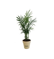 Plante publicitaire déco en pot ecolo Bambou- biodégradable 10 cm