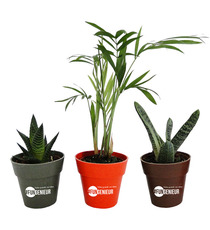 Plante publicitaire déco en pot ecolo Bambou- biodégradable 6,5 cm