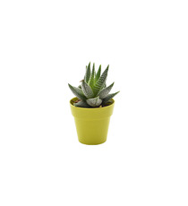 Plante publicitaire déco en pot ecolo Bambou- biodégradable 6,5 cm