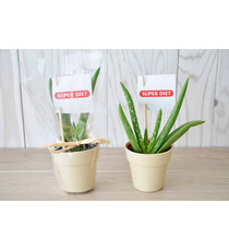 Plante publicitaire déco en pot ecolo Bambou- biodégradable 6,5 cm