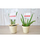 Plante publicitaire déco en pot ecolo Bambou- biodégradable 6,5 cm