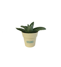 Plante publicitaire déco en pot ecolo Bambou- biodégradable 6,5 cm