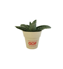 Plante publicitaire déco en pot ecolo Bambou- biodégradable 6,5 cm