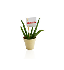 Plante publicitaire déco en pot ecolo Bambou- biodégradable 6,5 cm