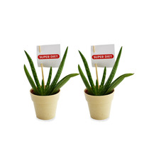 Plante publicitaire déco en pot ecolo Bambou- biodégradable 6,5 cm