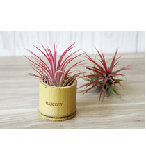 Tillandsia publicitaire en pot bambou