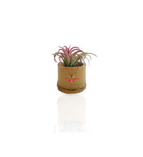 Tillandsia publicitaire en pot bambou