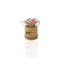 Tillandsia publicitaire en pot bambou