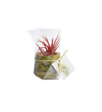 Tillandsia publicitaire en pot bambou