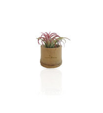 Tillandsia publicitaire en pot bambou