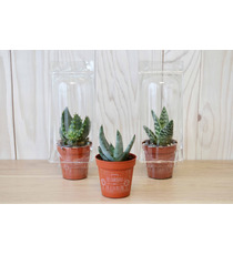 Mini serre publicitaire 1 pot cactus ou succulente