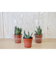 Mini serre publicitaire 1 pot cactus ou succulente