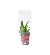 Mini serre publicitaire 1 pot cactus ou succulente